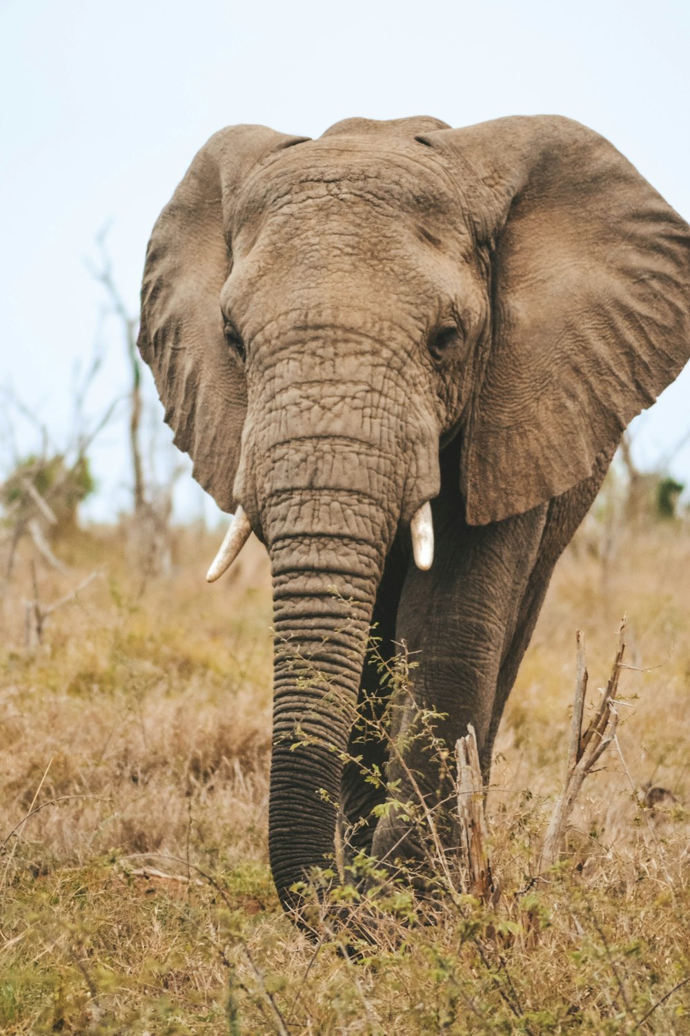 an elephant standing in a grassy field with trees in the background