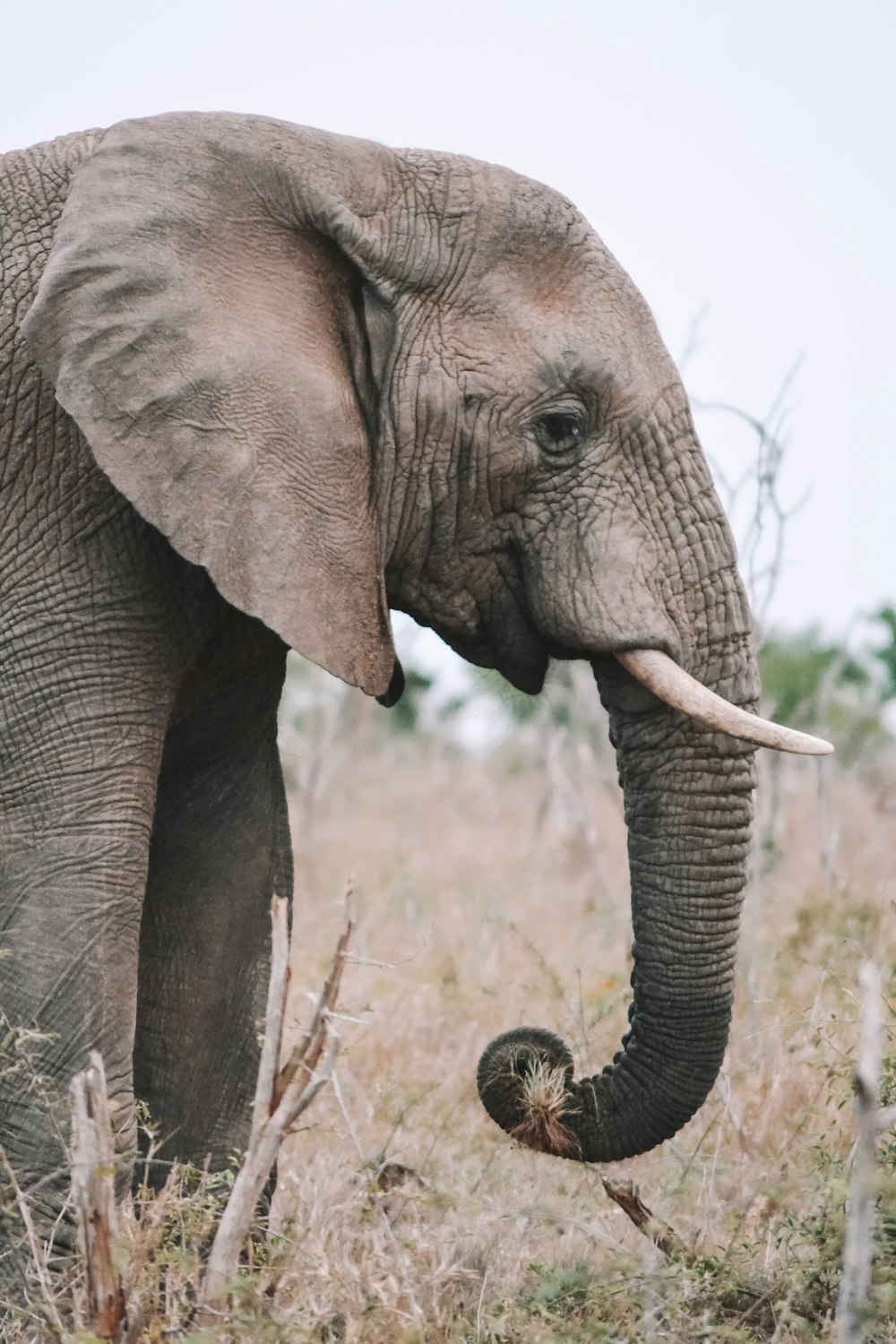 a large elephant standing in a dry grass field