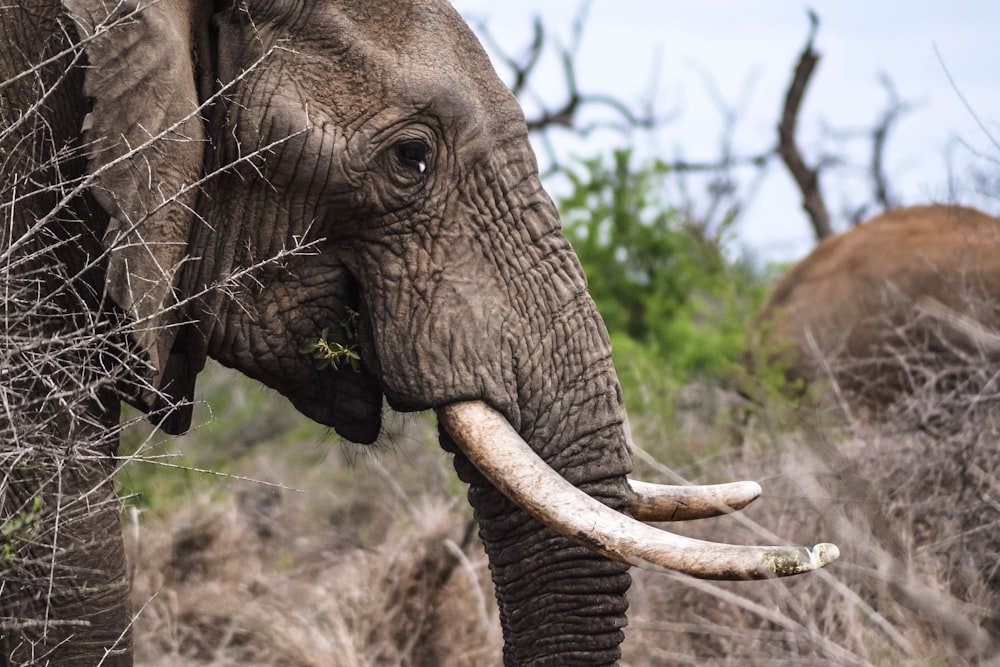 a close up of an elephant with tusks