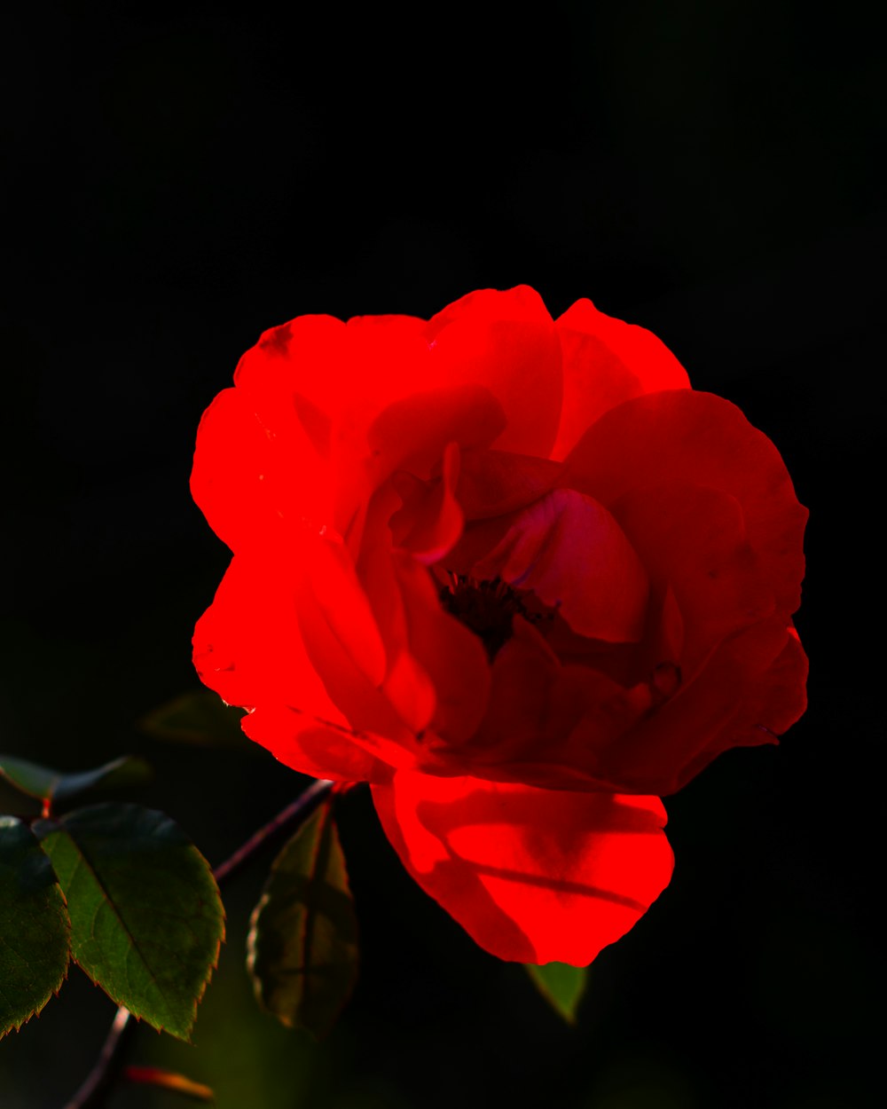 a red rose with green leaves on a black background