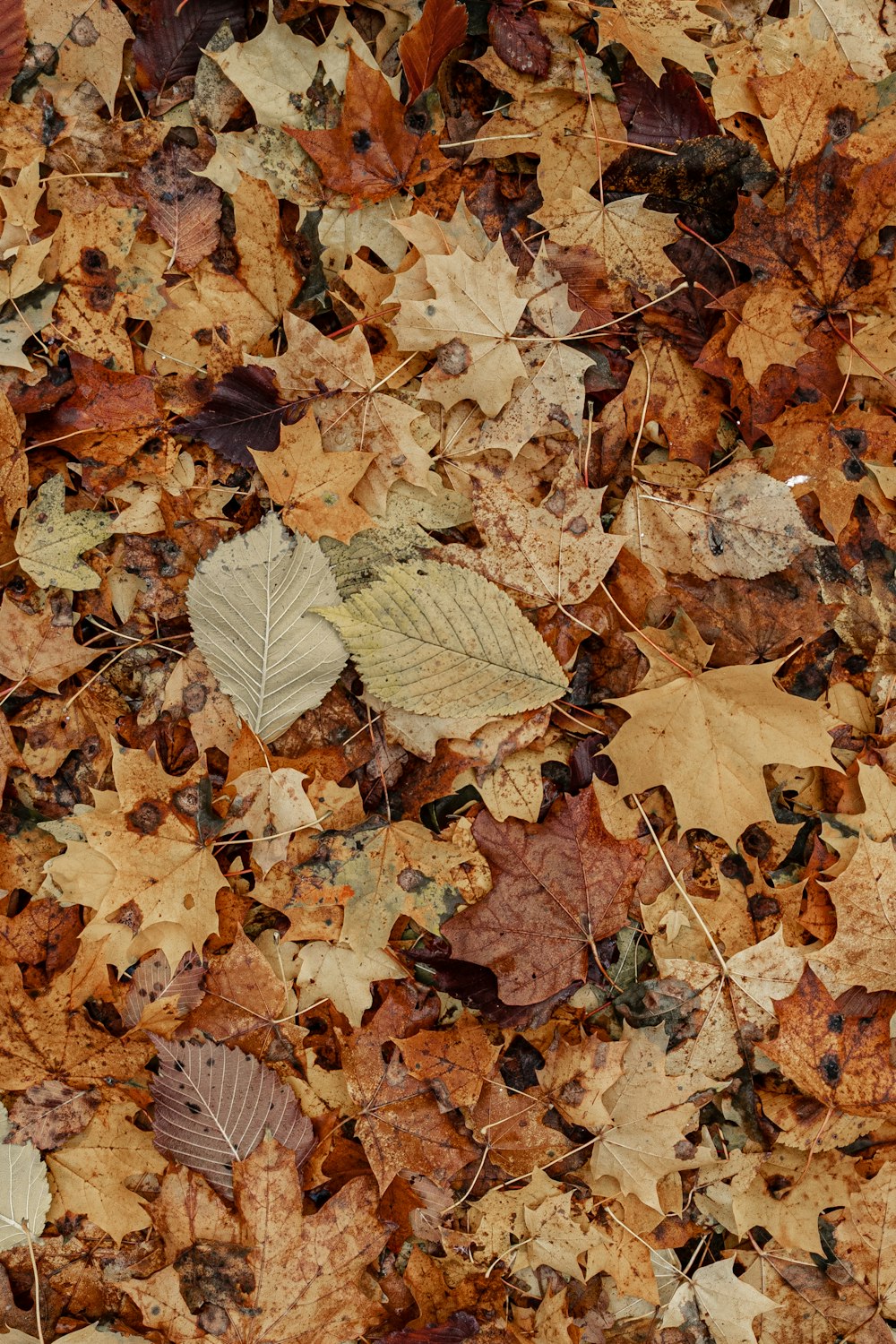 a bunch of leaves that are laying on the ground