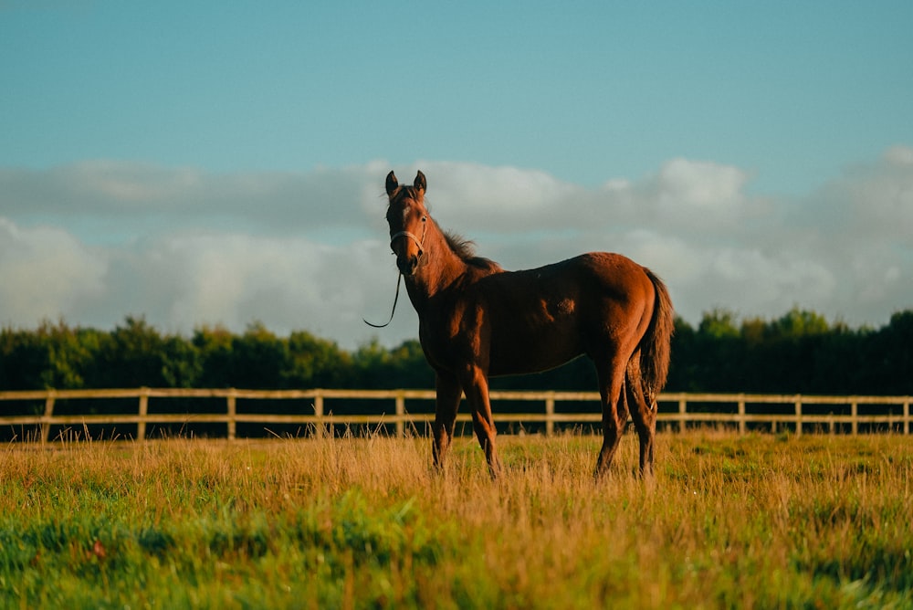 a brown horse standing on top of a lush green field