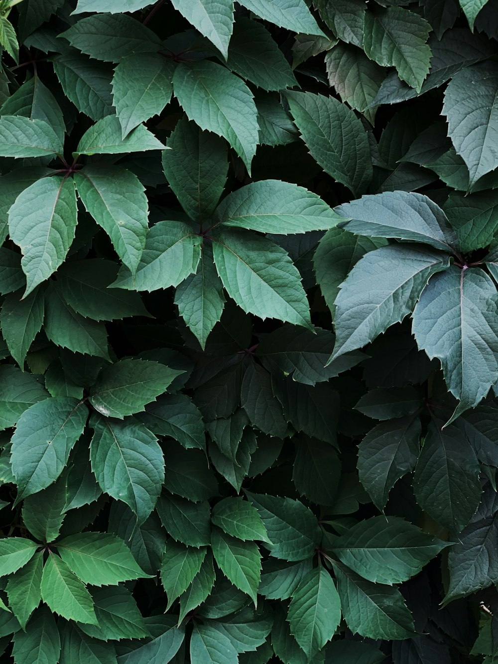 a close up of a green leafy plant