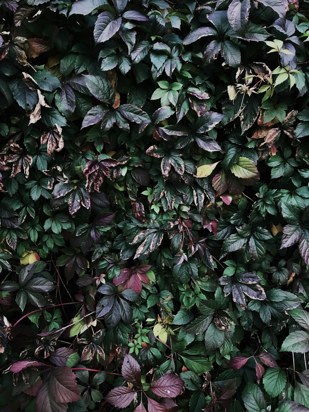 a close up of a plant with purple and green leaves