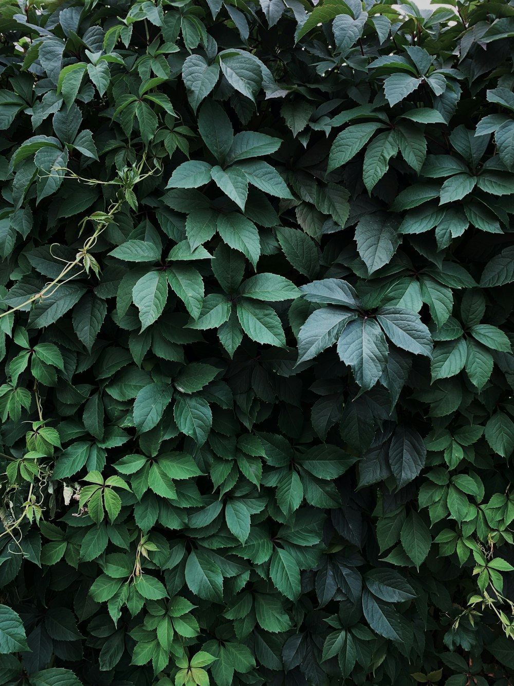 a close up of a plant with green leaves