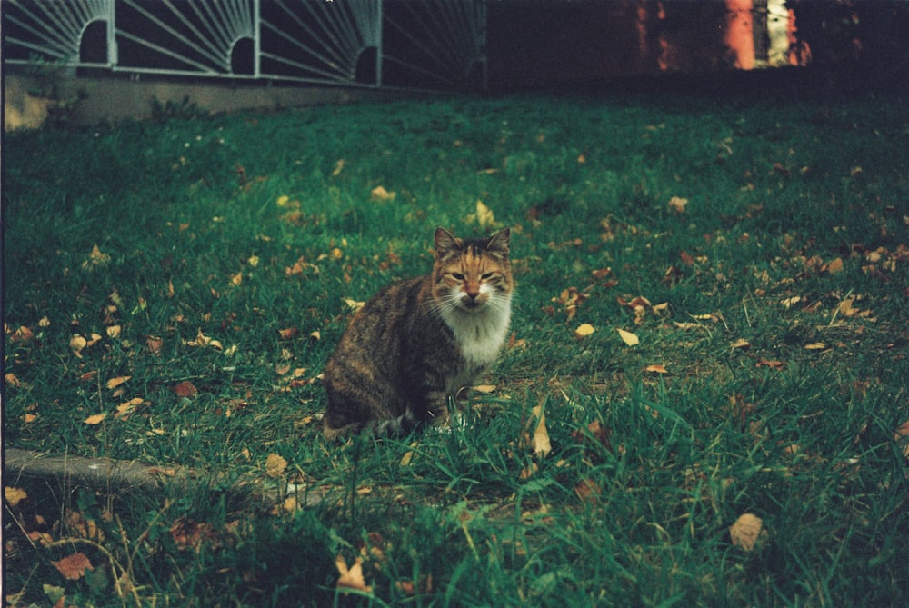 Un gatto seduto nell'erba che guarda la telecamera