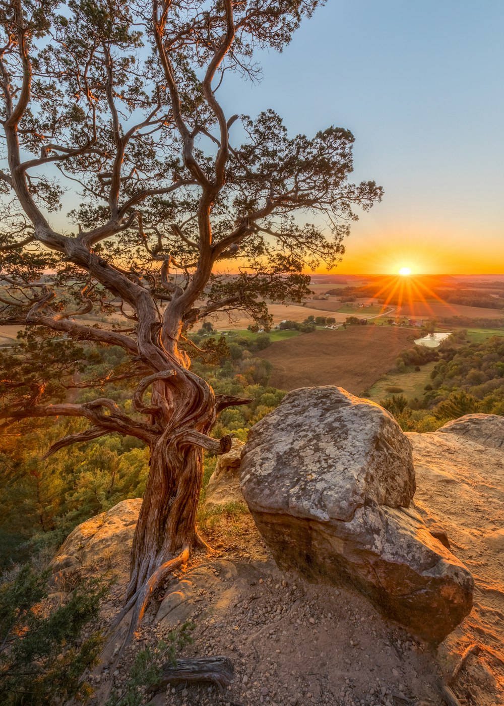 a tree on top of a rock with the sun setting in the background