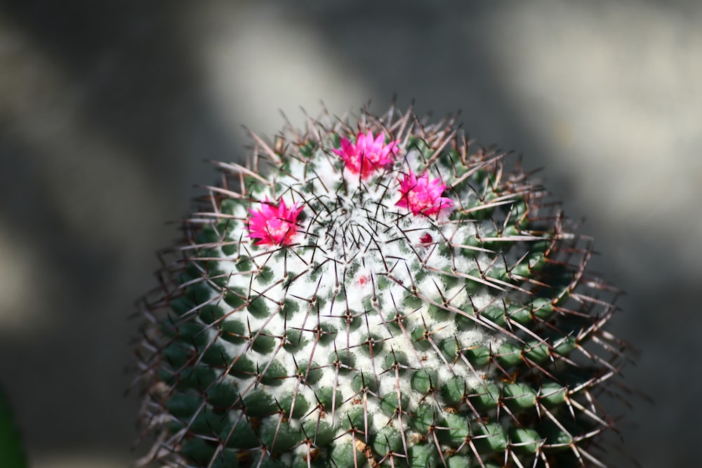 a close up of a cactus with pink flowers