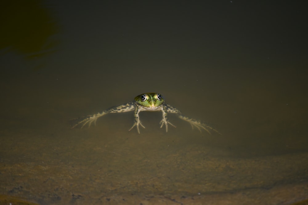 a frog floating in the water with its eyes open