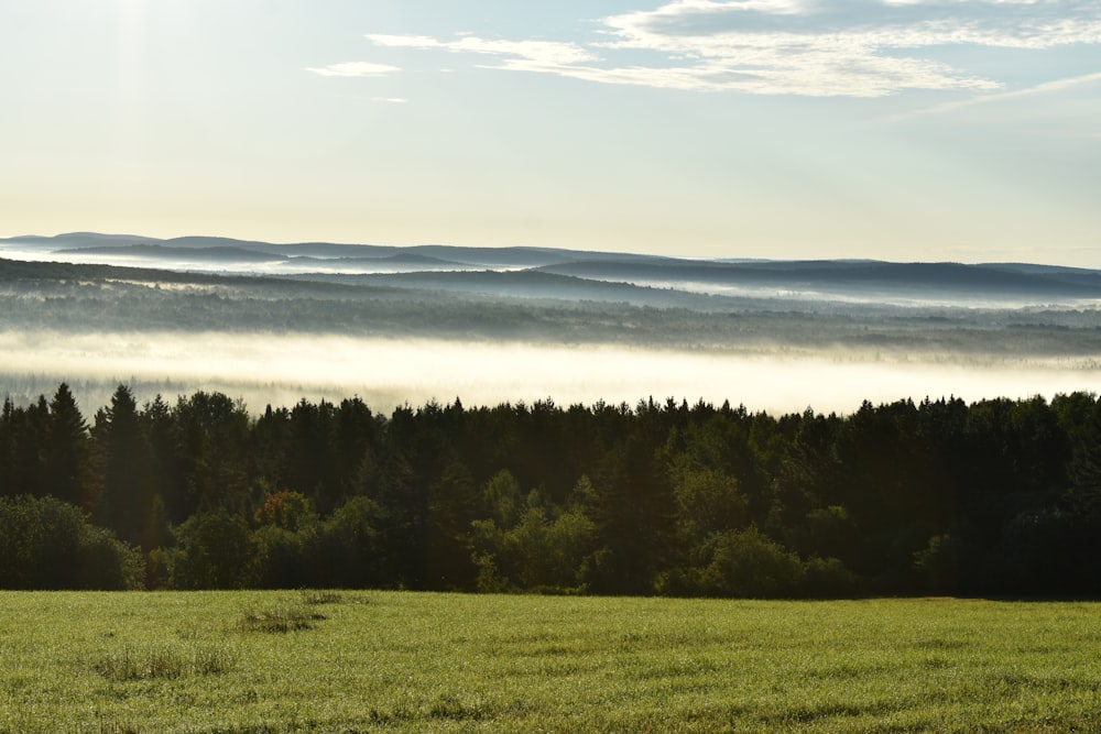 a field with trees and fog in the distance