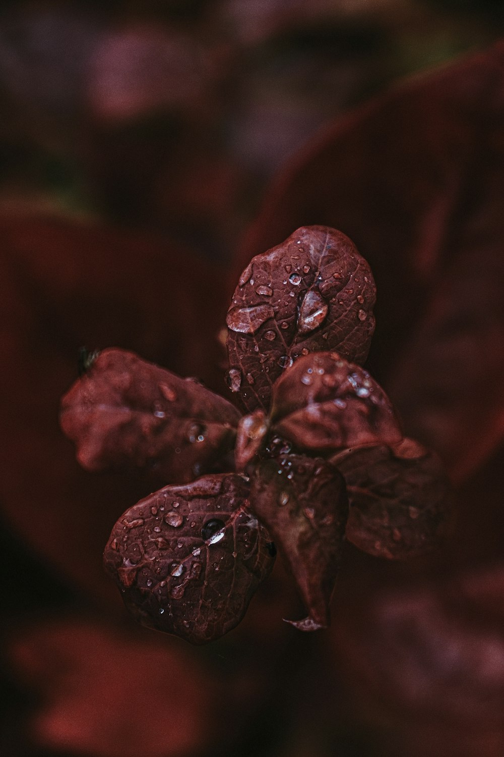 a close up of a flower with water droplets on it