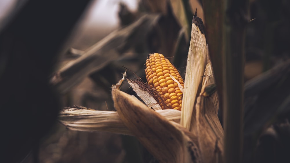 um close up de uma espiga de milho em um campo