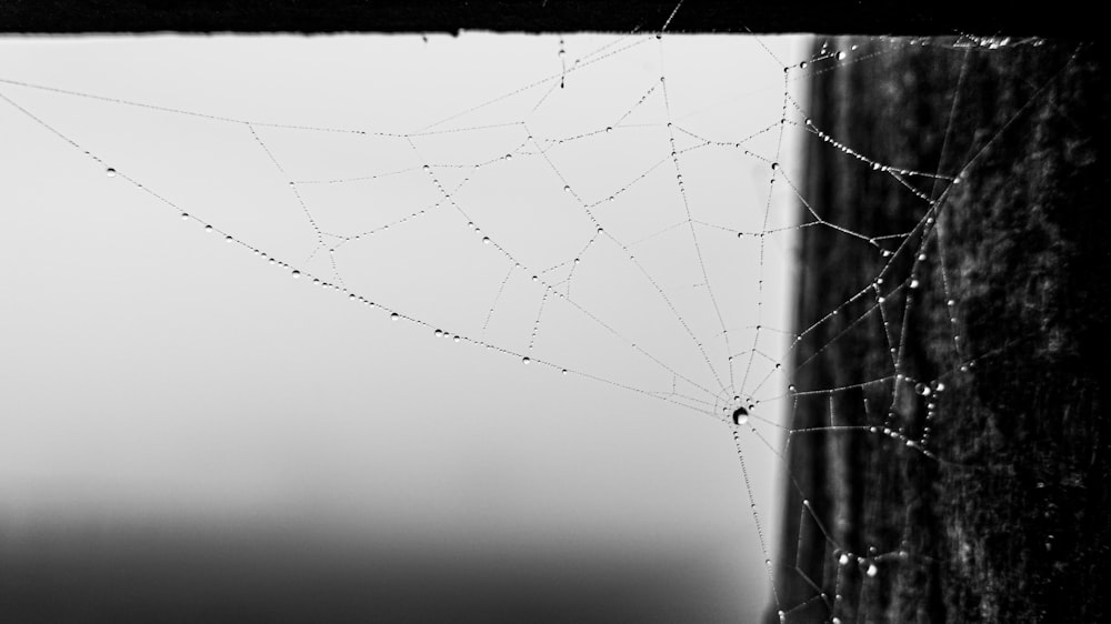 a spider web with water drops on it