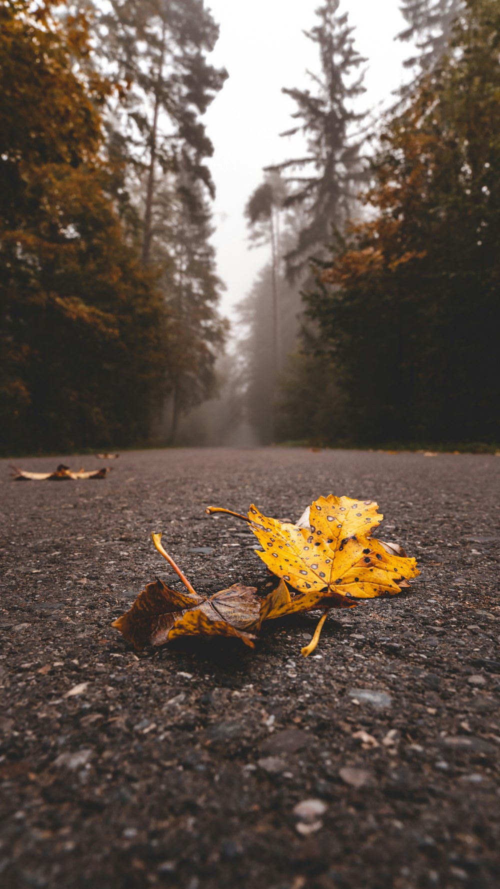 a leaf laying on the ground in the middle of the road