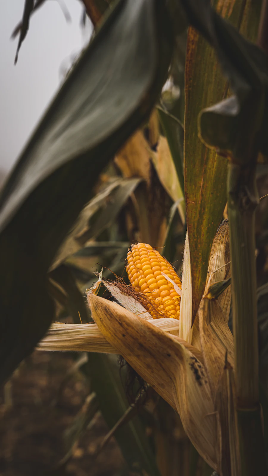 A close view of a ripe corn cob on the stalk