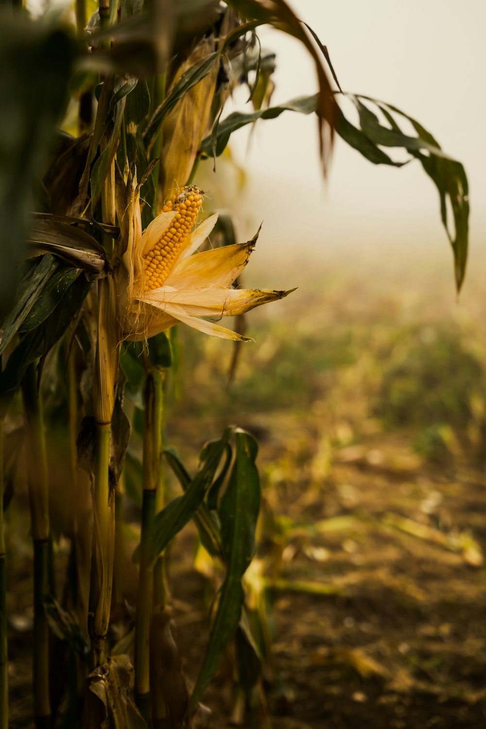 a corn field with a yellow flower in the foreground