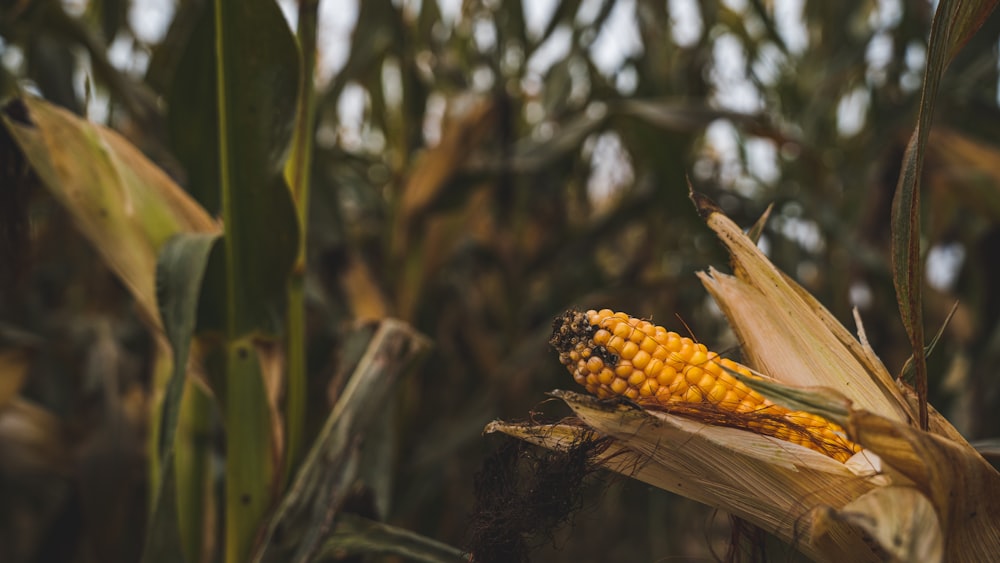 a close up of a corn cob on a stalk