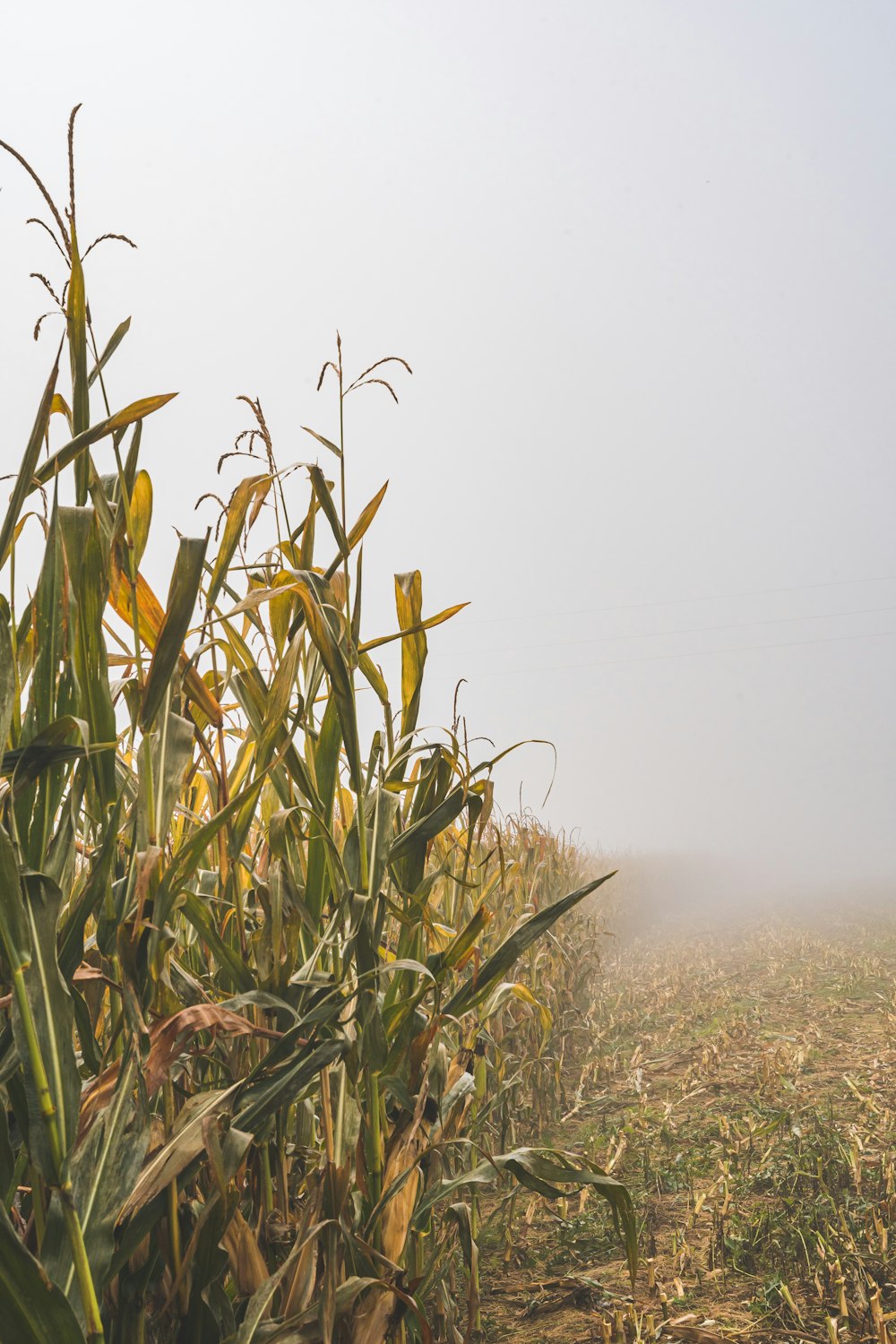 um campo nebuloso de milho em um dia nebuloso