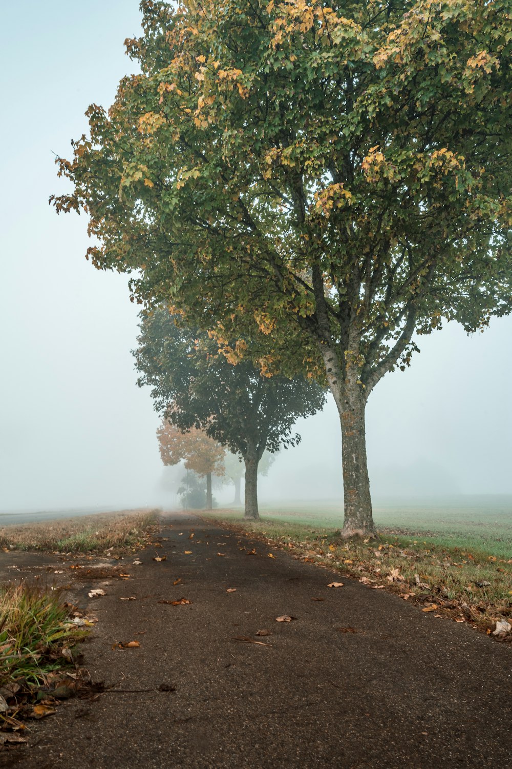 two trees on the side of a road in the fog