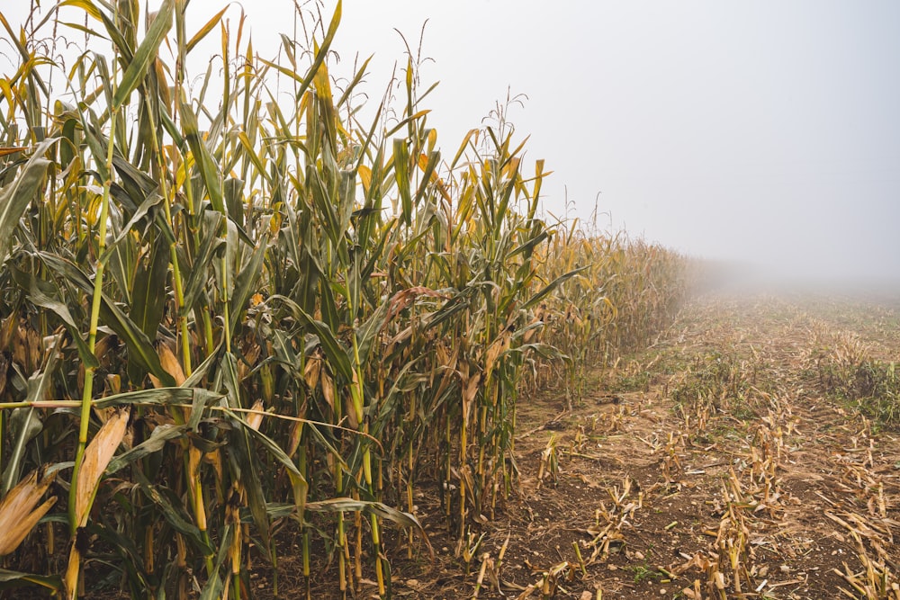 a corn field with fog in the background