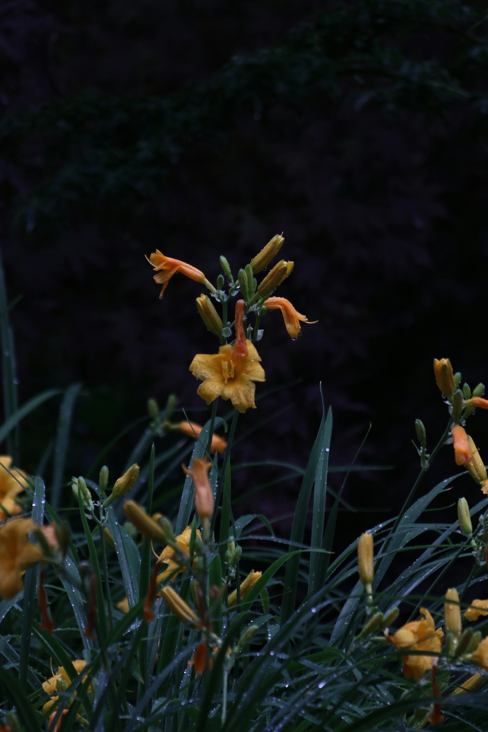 a bunch of flowers that are in the grass