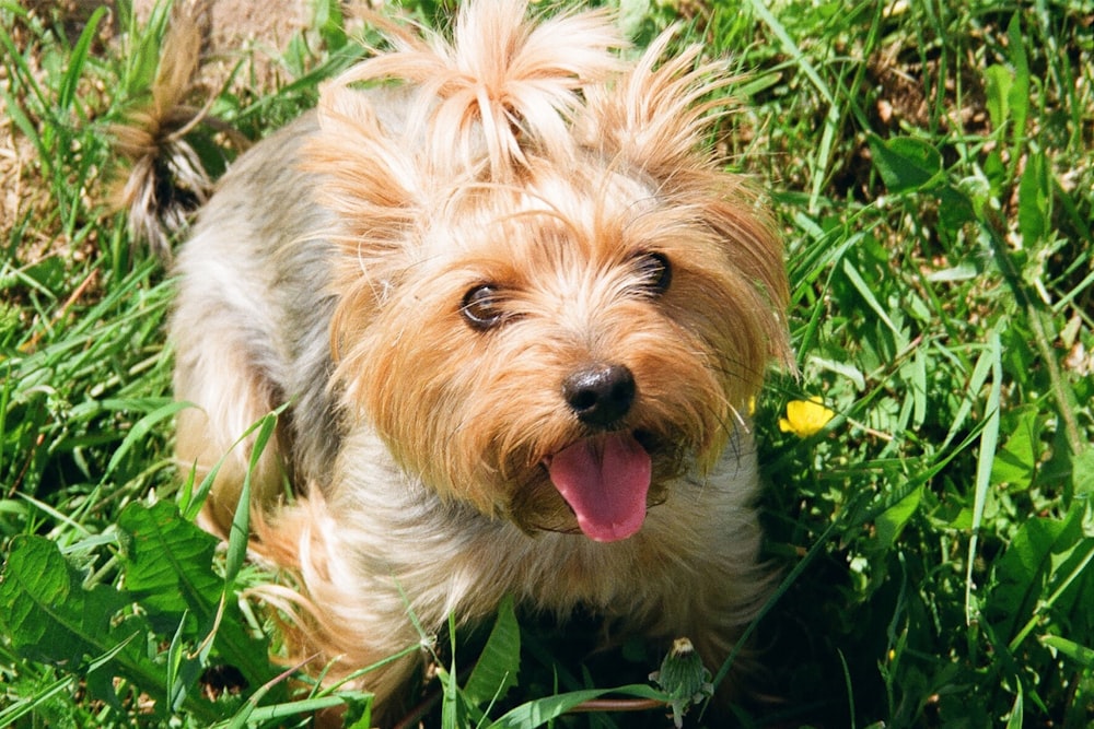 um pequeno cão marrom em pé no topo de um campo verde exuberante