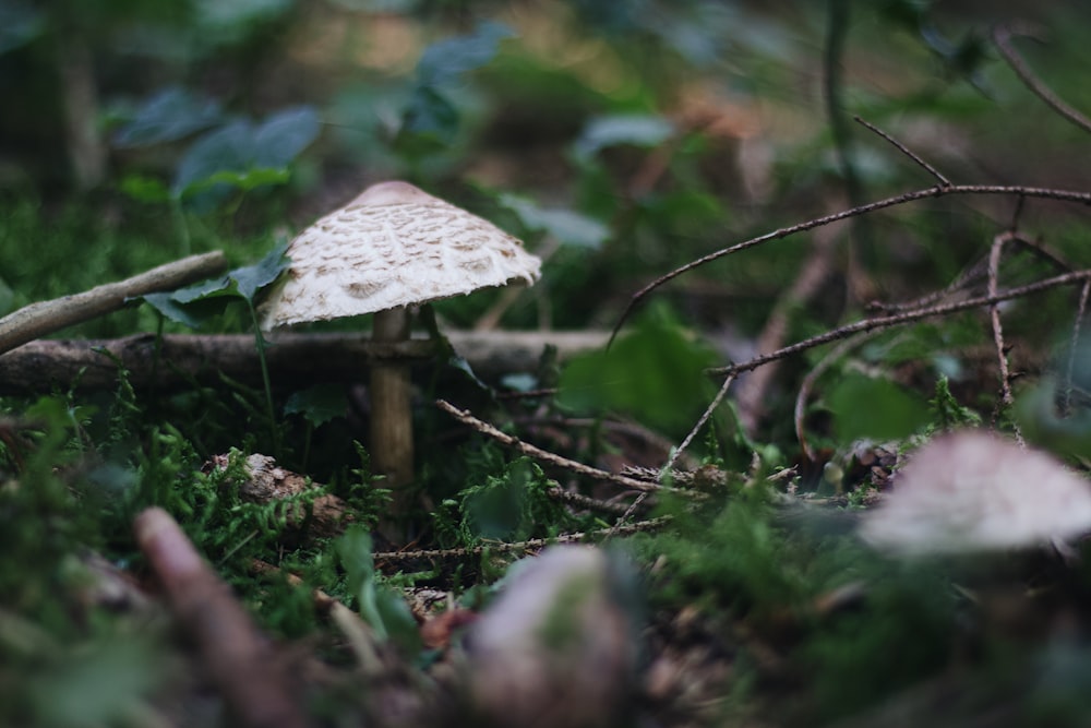 a bird sitting on top of a grass covered forest