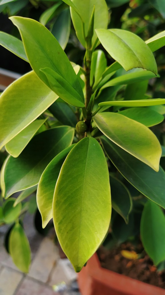 Fiddle Leaf Fig