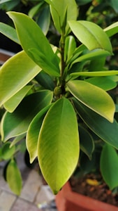 Fiddle Leaf Fig