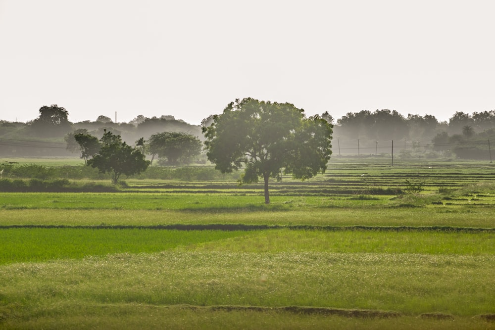 a field with trees and grass in the foreground