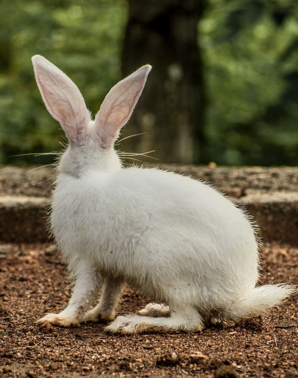 a white rabbit sitting on top of a dirt field