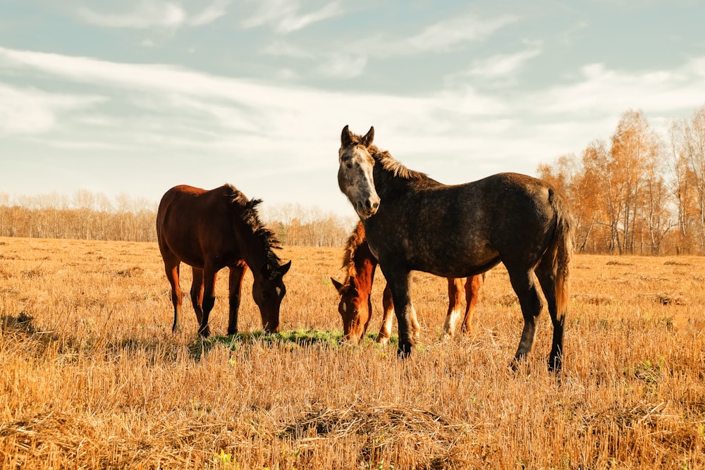 a couple of horses standing on top of a dry grass field