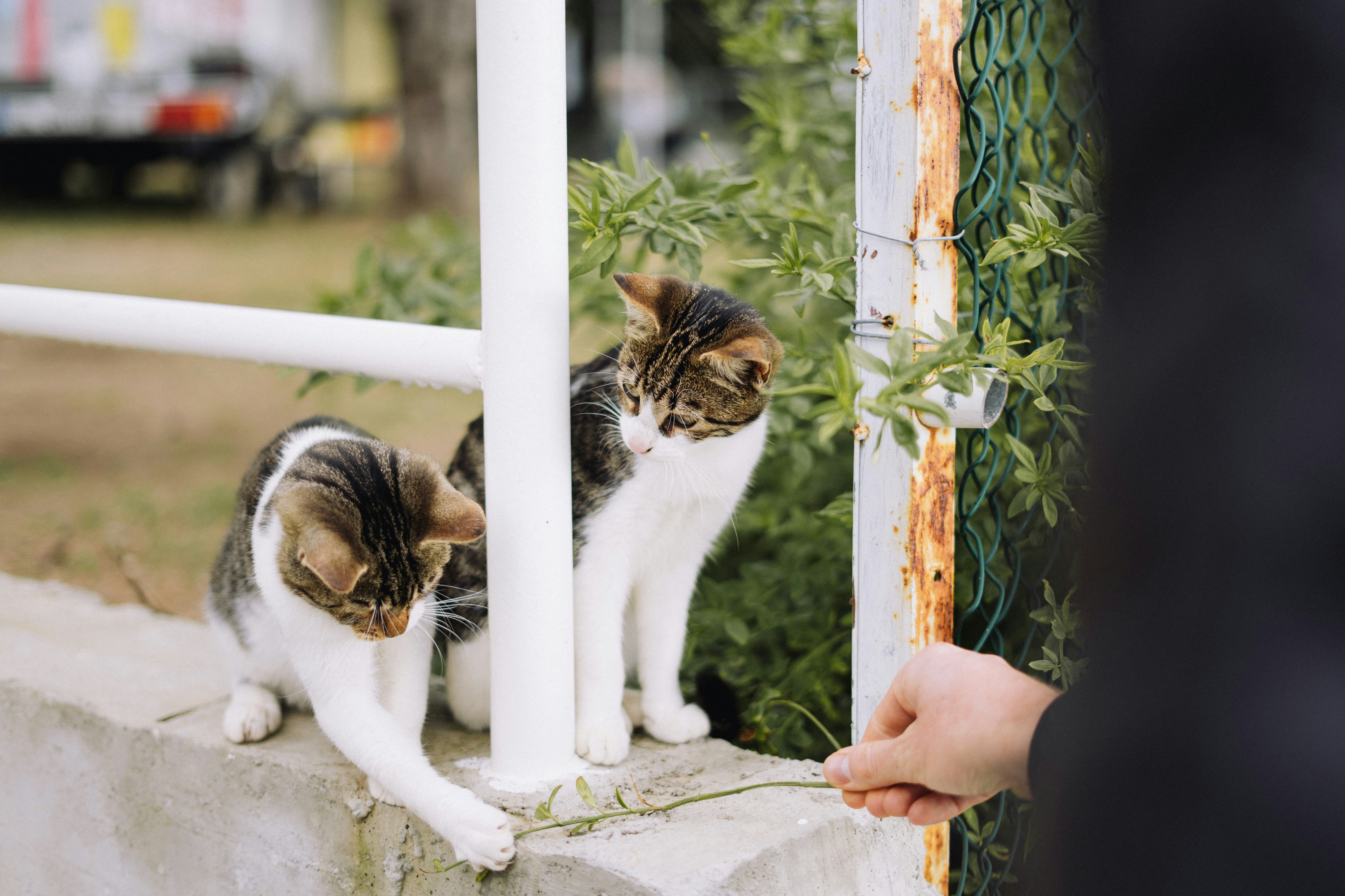 two cats standing on a ledge next to a person