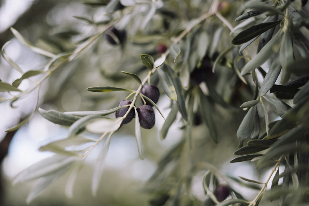 olives growing on an olive tree branch
