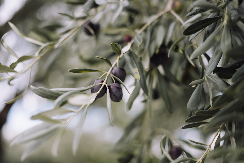 olive che crescono su un ramo di ulivo