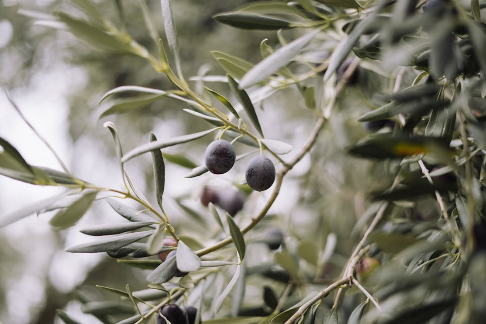 olives growing on an olive tree in an olive grove
