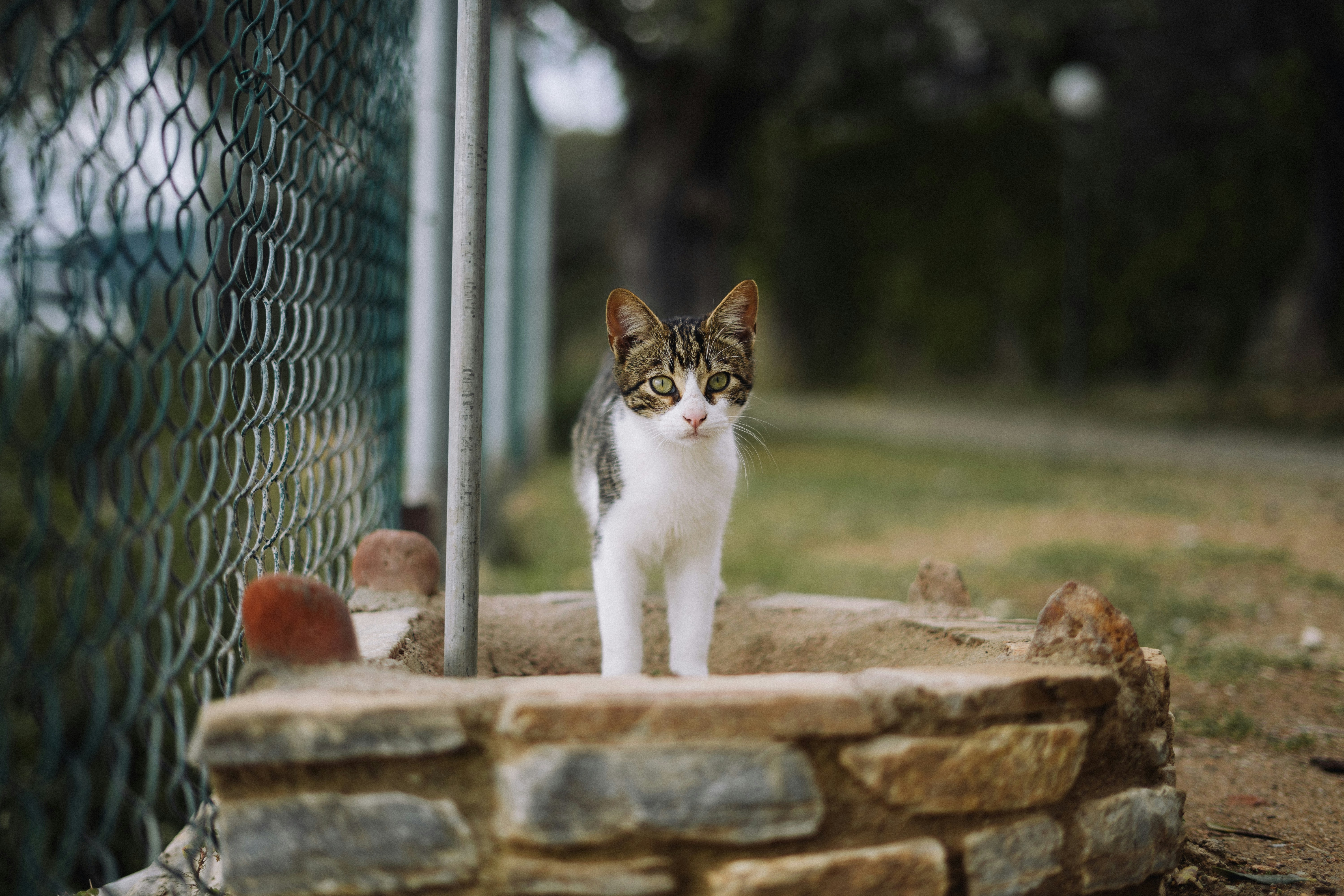 a cat standing on top of a stone wall