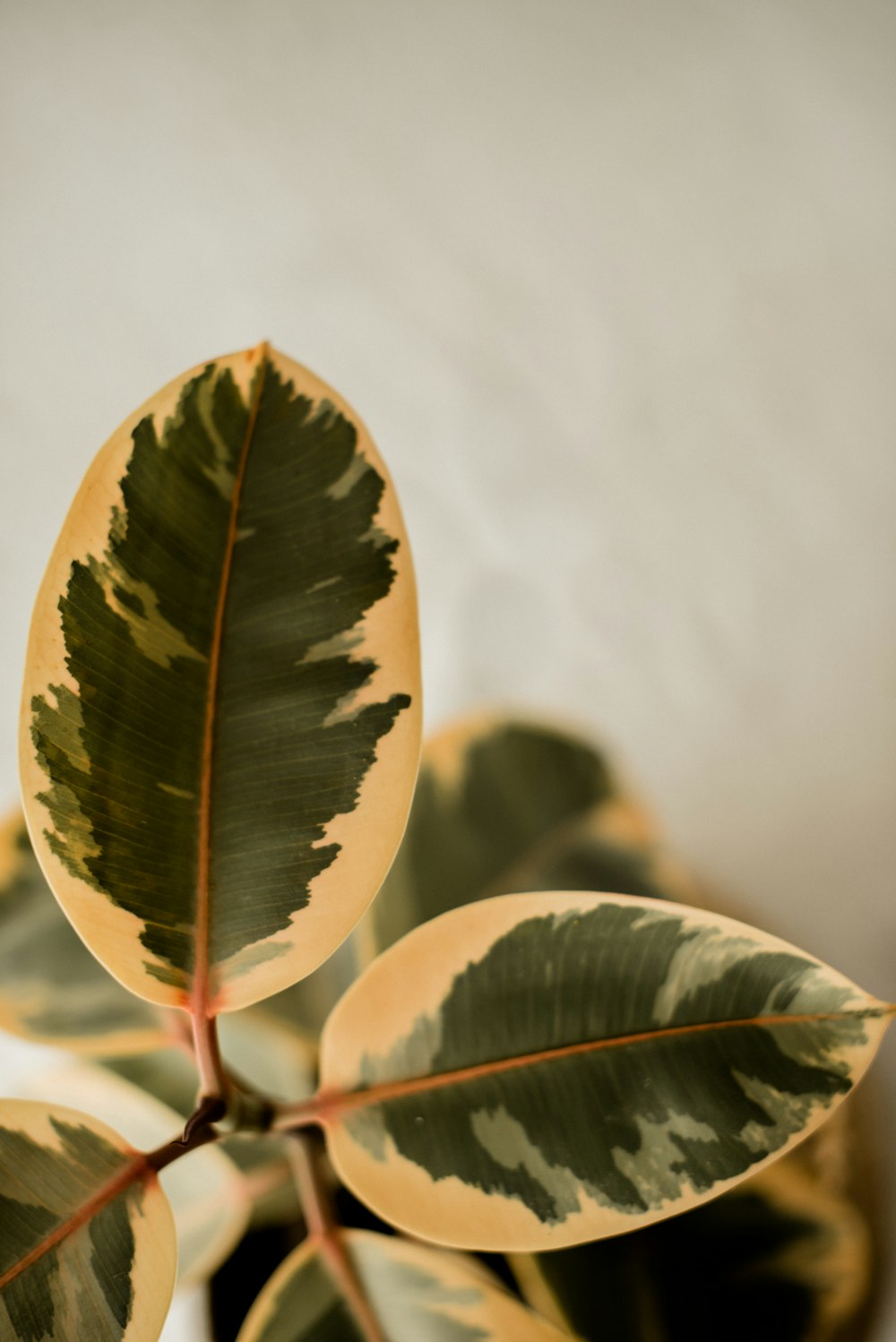 a close up of a plant with green leaves