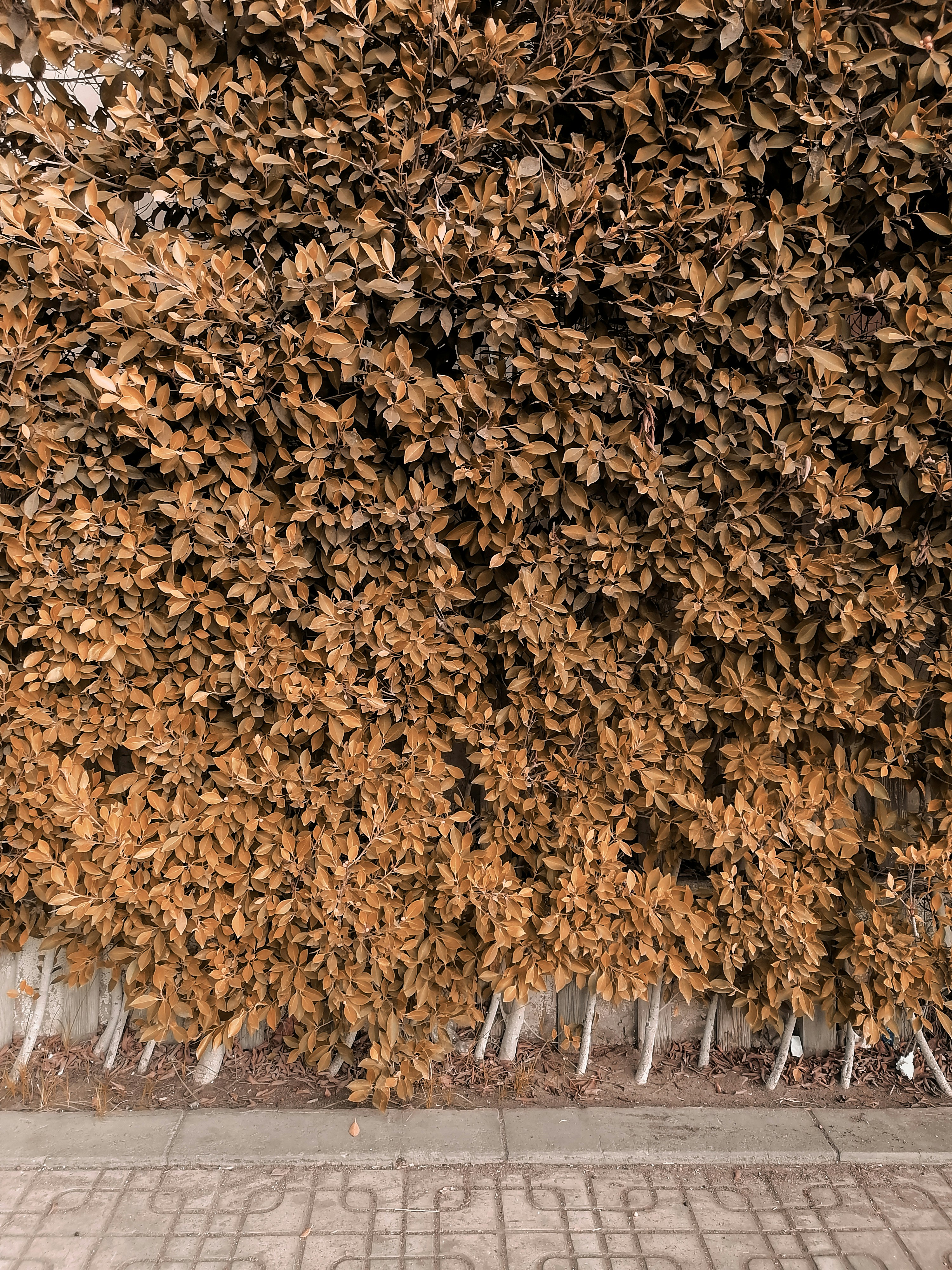 a bunch of leaves that are on the side of a building