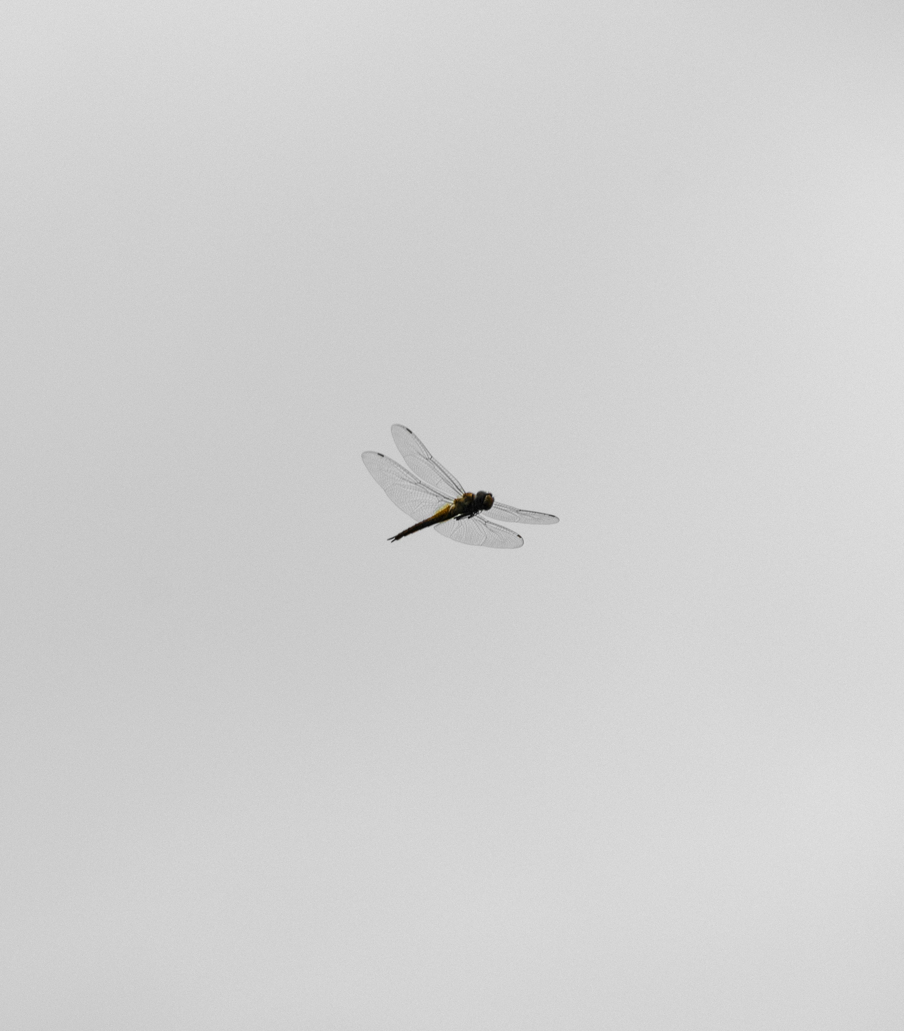 Wings Etc Menu Near Me