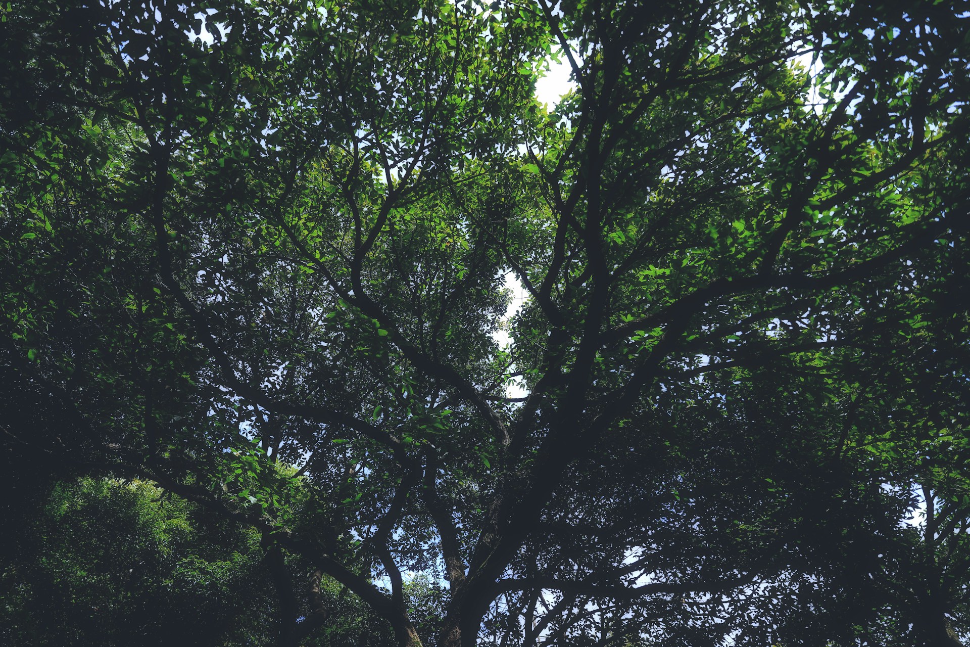The image captures the canopy of a lush tree with dense green foliage. Sunlight filters through the leaves, creating a pattern of light and shadow. The branches are sturdy and widespread, contributing to the tree's sprawling appearance.