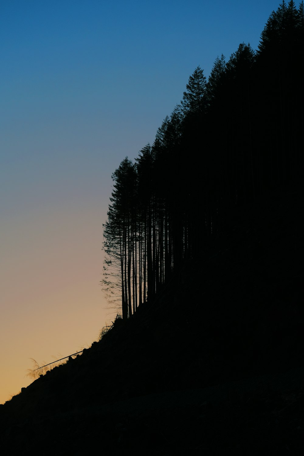 a line of trees on a hill with a sunset in the background