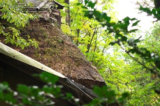 A rustic, thatched roof partially covered with moss, surrounded by lush green foliage and trees. The wooden structure blends harmoniously with the natural environment, suggesting a secluded, serene setting.