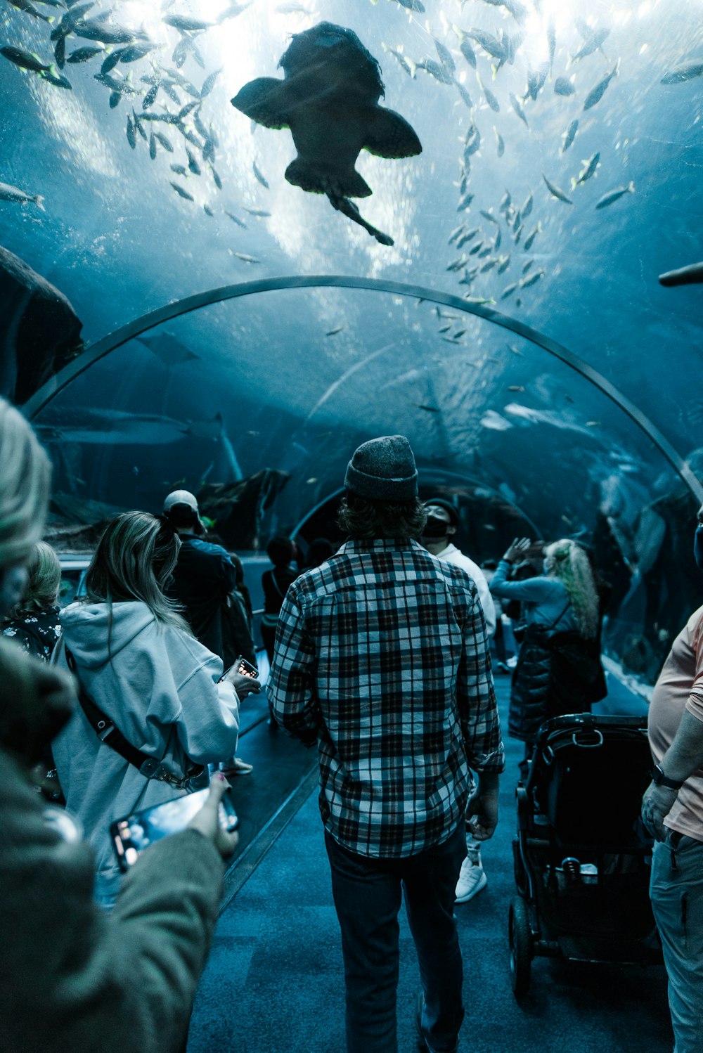 um grupo de pessoas olhando para peixes em um aquário