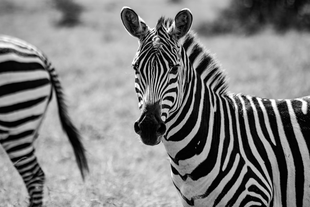 a couple of zebra standing on top of a grass covered field
