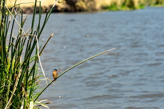 Colorful migratory birds perched on reeds with the lake in the background.