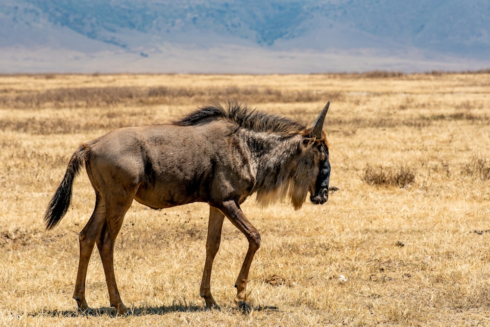 a wildebeest walking through a dry grass field