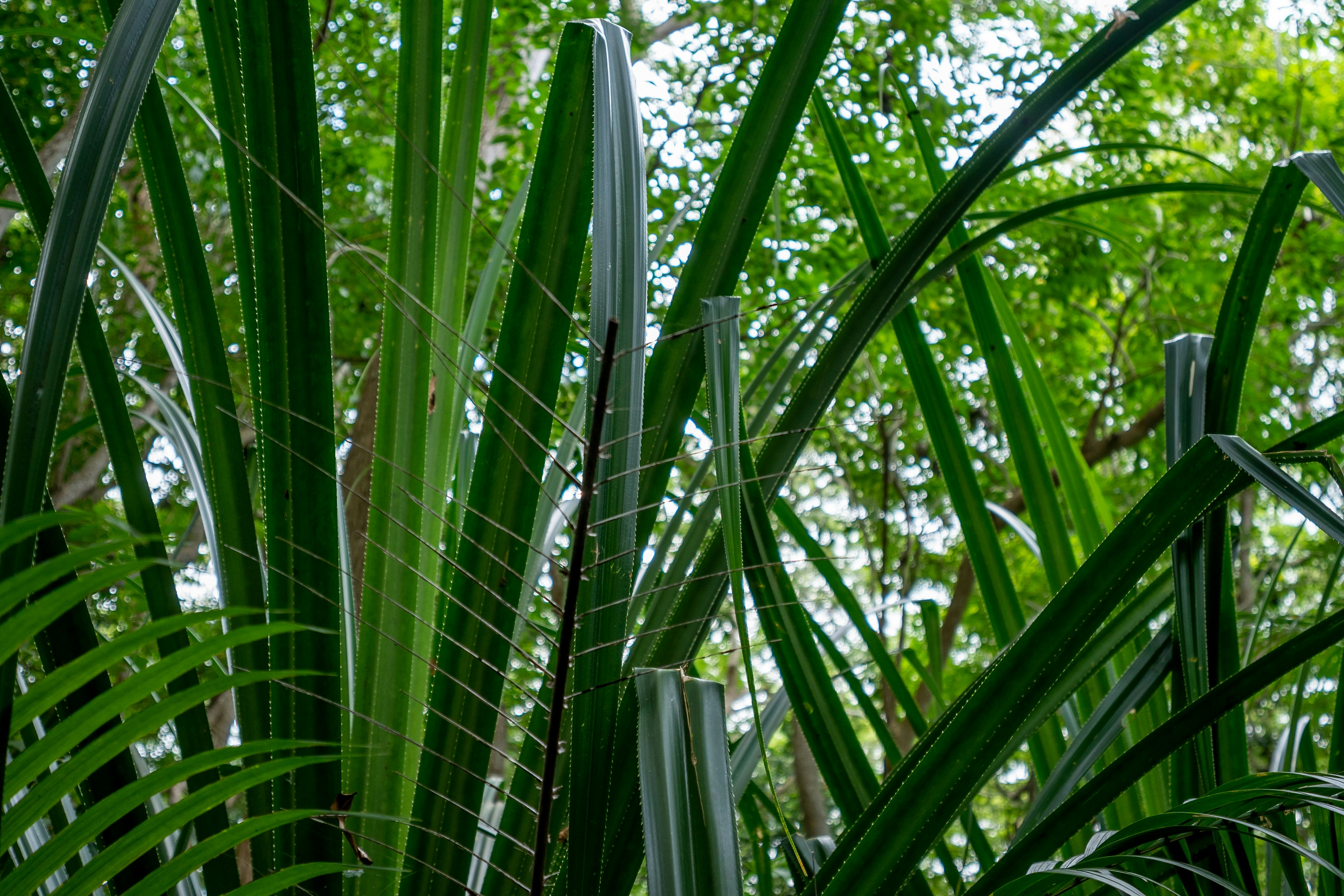 a close up of a plant with lots of leaves