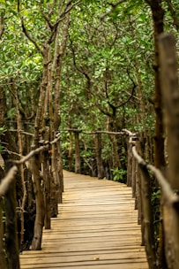 a wooden walkway in the middle of a forest