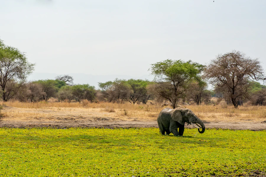 An elephant in the savanna